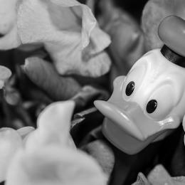 Donald Duck-Figur