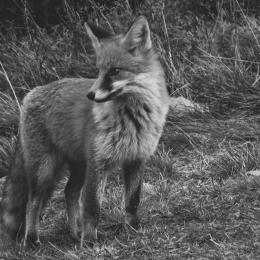Fuchs im Wald