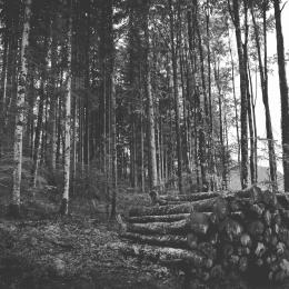 Abholzungen im Wald