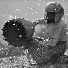 Honeyland