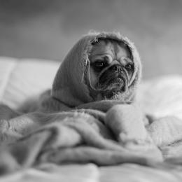 Hund in Bettlaken auf Bett