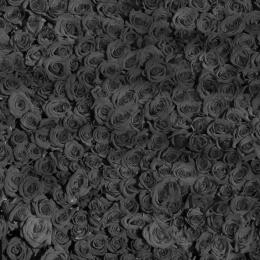 Ein Meer aus roten Rosen