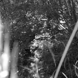 kleiner Bach im Wald
