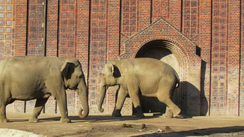 Elefanten im Zoo