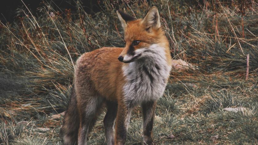 Fuchs im Wald