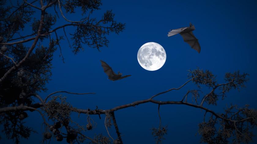 Fledermäuse fliegen im Mondschein durch die Nacht