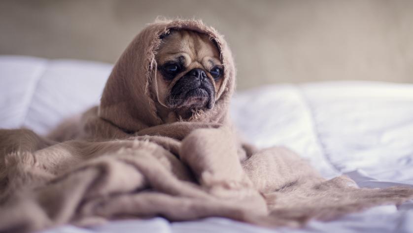 Hund in Bettlaken auf Bett