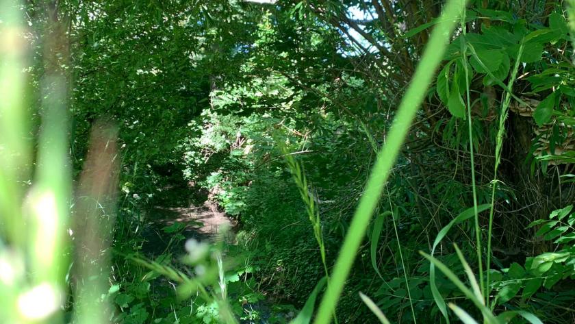 kleiner Bach im Wald